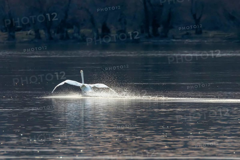 Swan landing on water