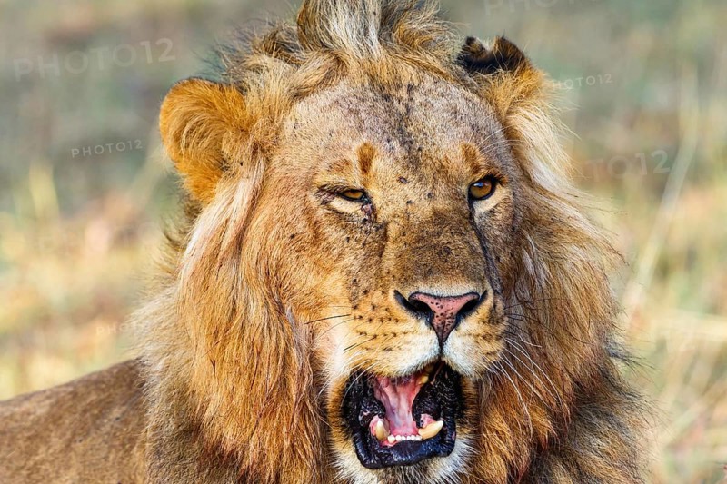 Portrait of a male lion that roars