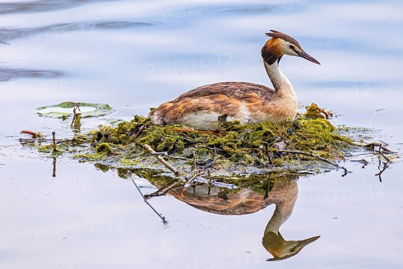 Great crested grebe
