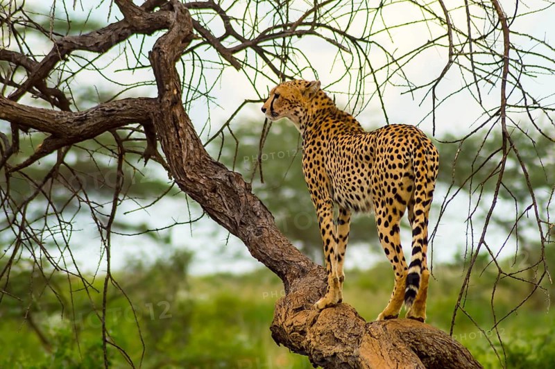 Cheetah perched on a dead tree in Samburu Park in central Kenya