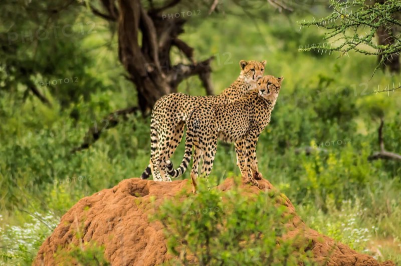 Two cheetahs perched on a termite mound in the savannah of Samburu Park in central Kenya in East Africa