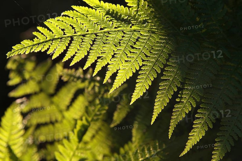Close-up of Fern in the forest