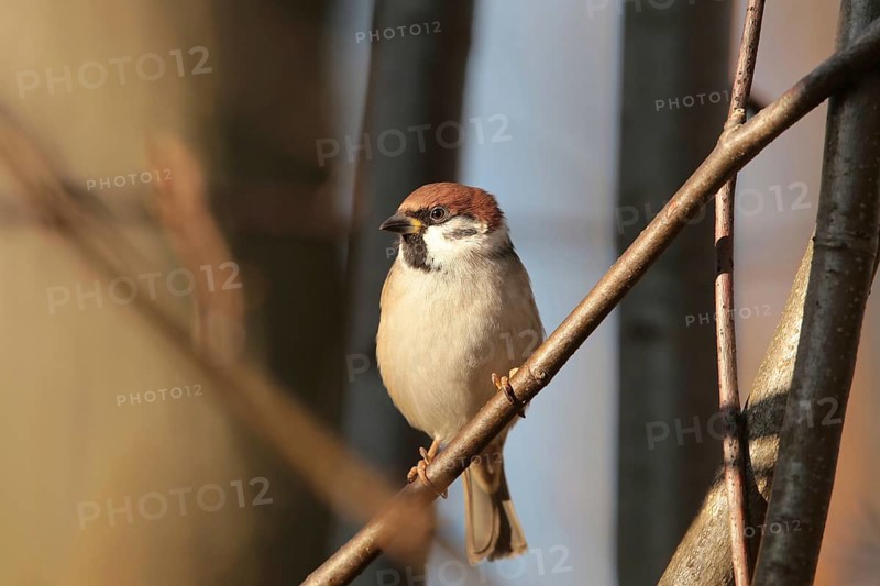 Eurasian Tree Sparrow (Passer montanus) on a twig