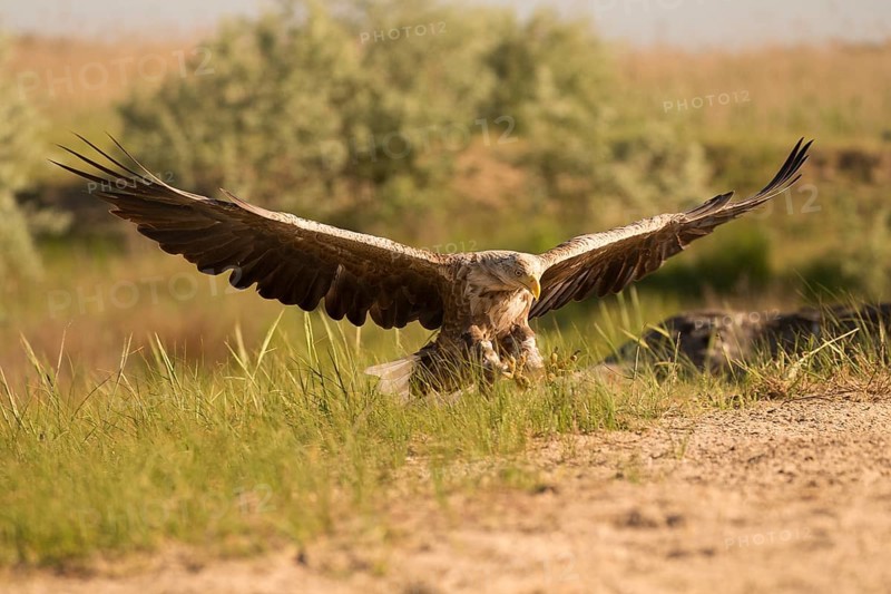 Landing white-tailed eagle in frontal view