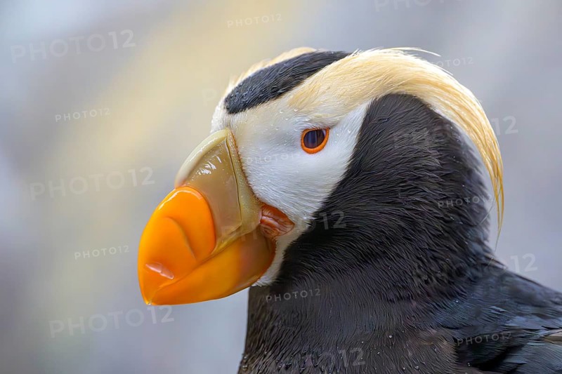 Close-up of a Yellow-crested Puffin (Fratercula cirrhata) with bright orange beak and black and white feathers, Seward, Alaska, USA, North America