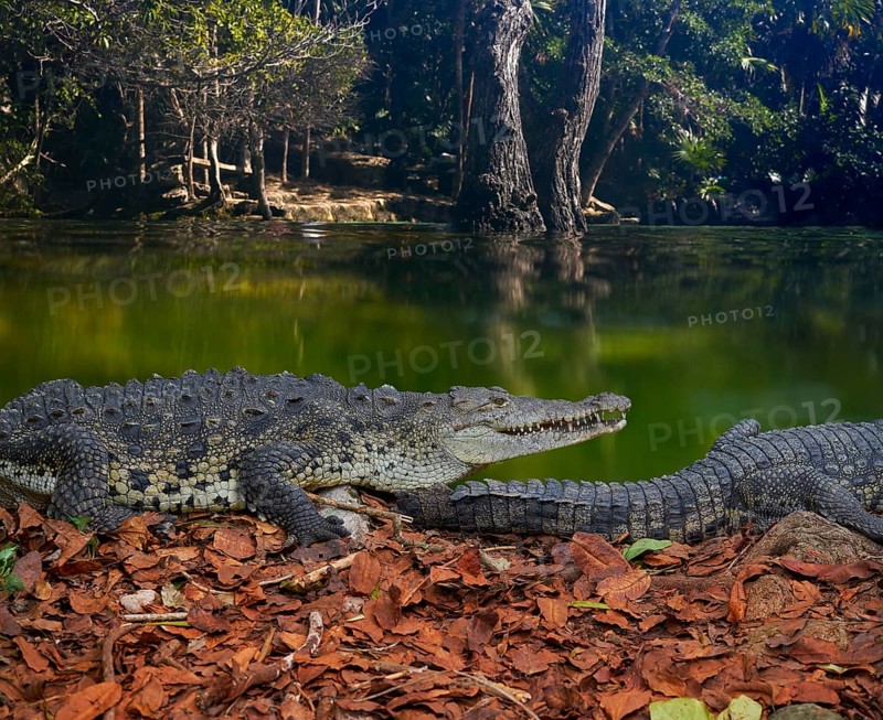 Crocodile in Mexico Riviera Maya lagoon photomount