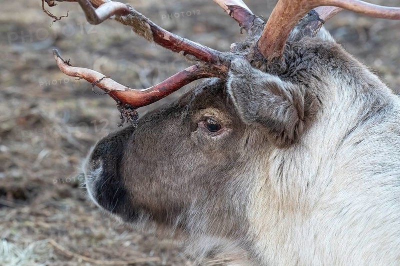 Reindeer (Rangifer tarandus), animal portrait, Bodø, Norway, Europe