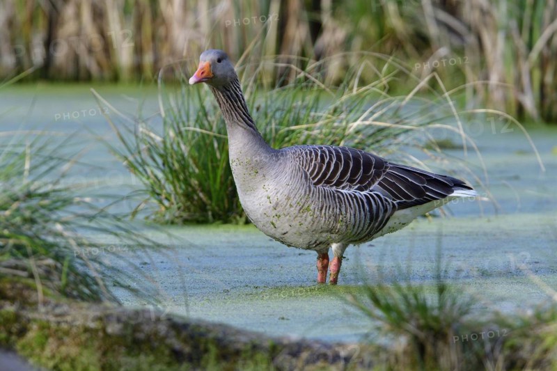 Greylag geese in spring, Greylag goose in the morning sun in a lake