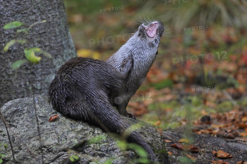 European otter, European otter (Lutra lutra)