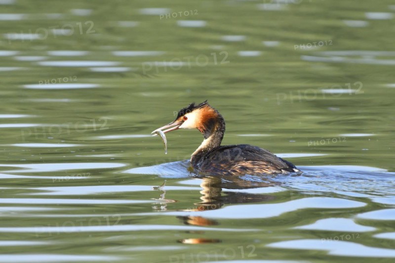 Great crested grebe, Great crested grebe, Podiceps cristatus, Grebe, Europe, Europe, Germany, Germany, Europe