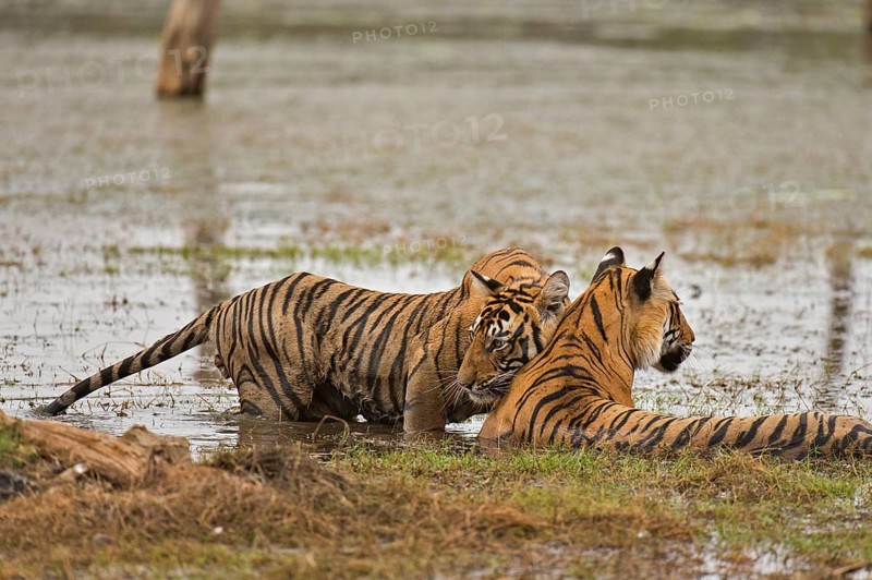 Bengal Tiger in Ranthambhore national park, rajasthan, India, Asia