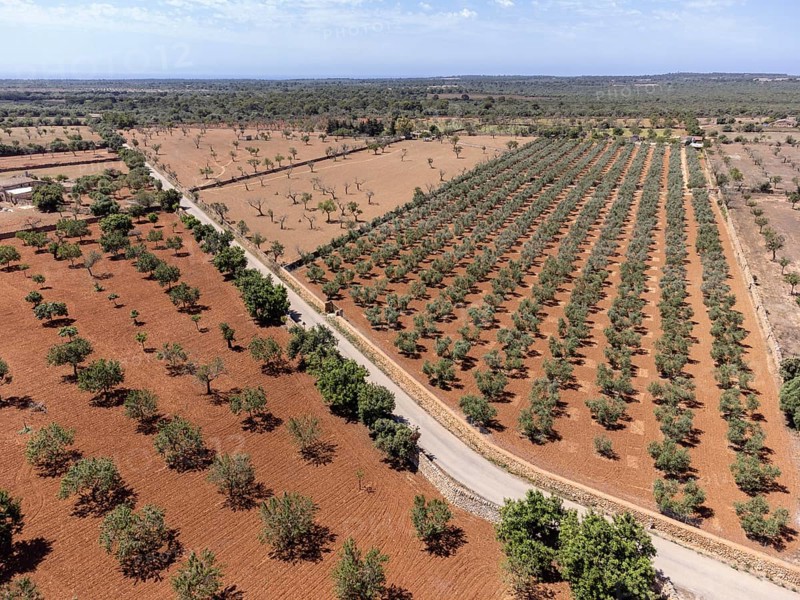 Olive grove on the way to L'Àguila, Llucmajor, Mallorca, Spain, Europe