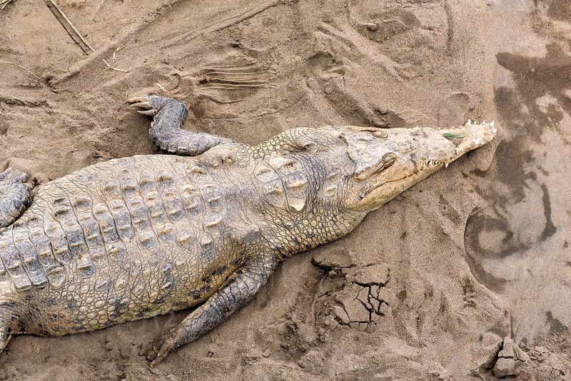 Crocodile