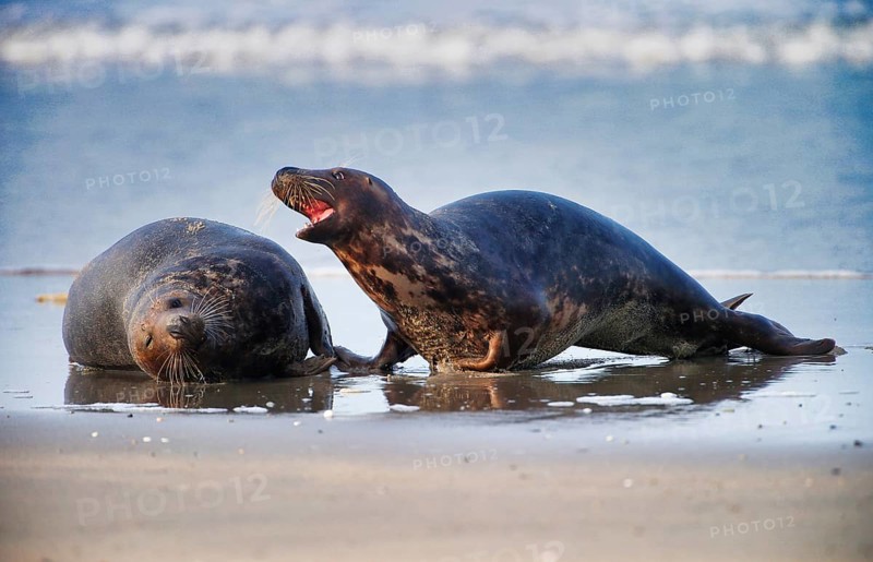 Grey Seal (Halichoerus grypus), at the Island Helgoland, Schleswig-Holstein, Germany, Europe