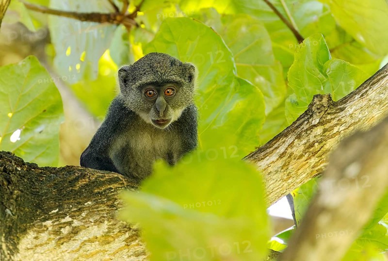 White-throated Monkey (cercopithecus albogularis) in a tree, Kenya, Africa