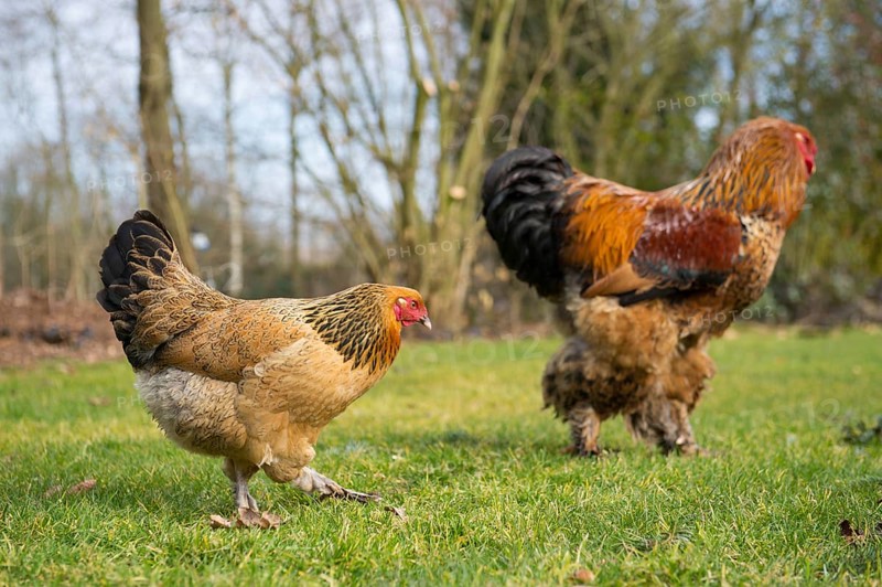 Brahma chickens outdoor in the grass pastures