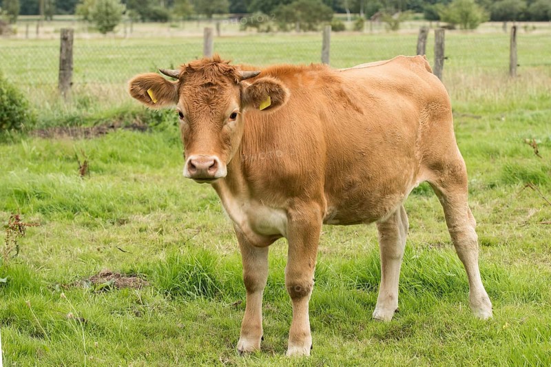 Glanvieh cattle on the pasture