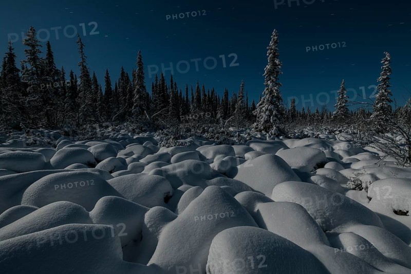 Winter landscape by moonlight, Muddus National Park, Laponia World Heritage Site, Norrbotten, Lapland, Sweden, November 2017, Europe