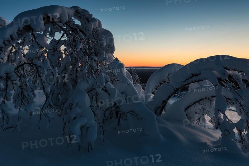 Snow-covered birch trees at dusk, Norrbotten, Lapland, Sweden, December 2016, Europe