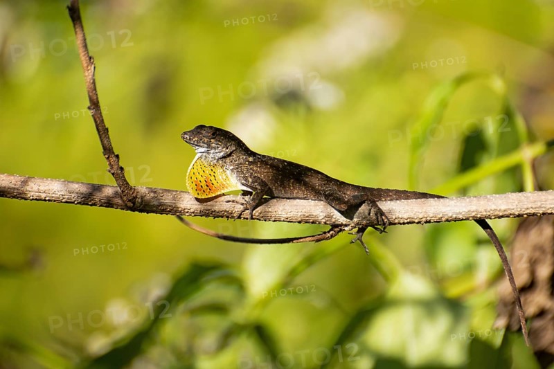 Brown anolis (Anolis petersii)