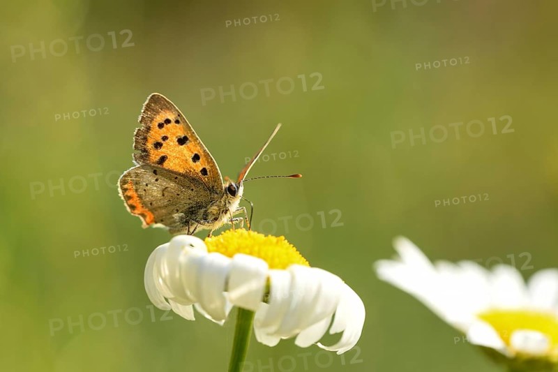 Small copper (Lycaena phlaeas) on a flower