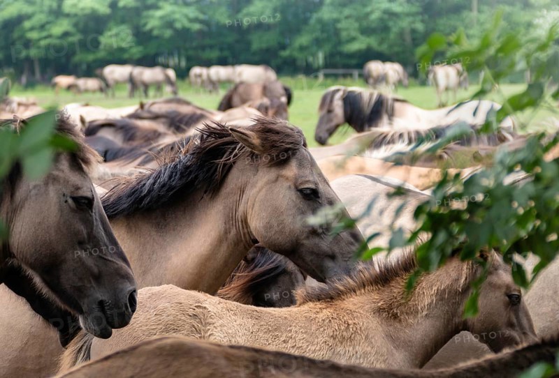 The Dülmen horses live wild near Dülmen, in the Merfelder Bruch nature reserve in North Rhine-Westphalia. The eel line on their backs is a typical feature of these wild horses. Wild live the Dülmen horses near Dülmen, in the nature reserve Merfelder Bruch, North Rhine-Westphalia. A characteristic feature of the wilds is the eel on the back
