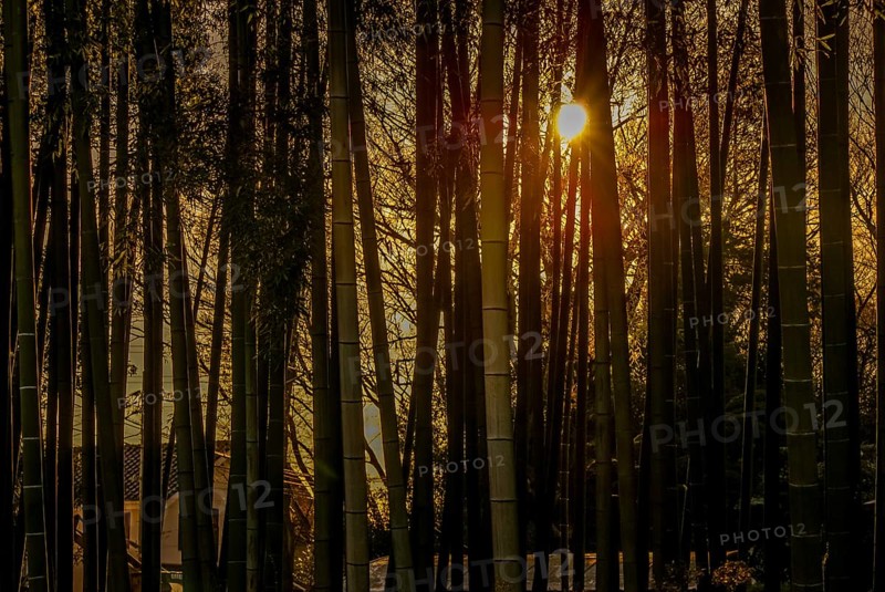 Bamboo forest of the image that was illuminated by the setting sun. Shooting Location: Tokyo metropolitan area