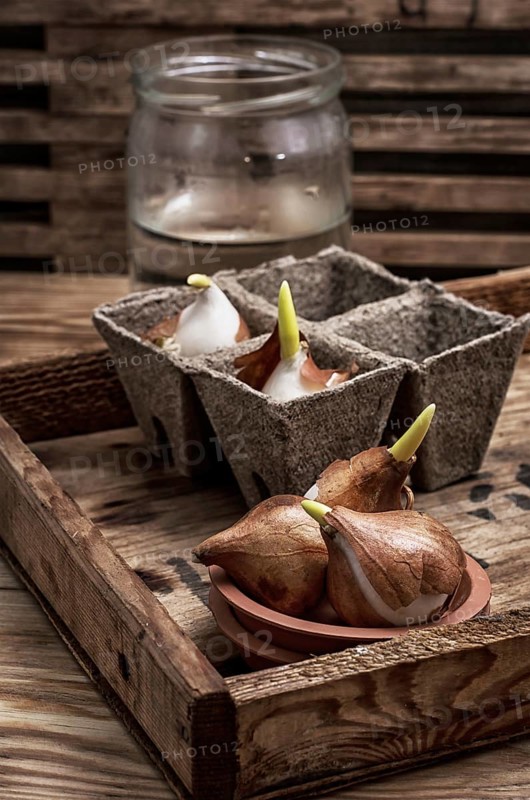 Shoots of tulips germinated in the spring tulips with agricultural accessories