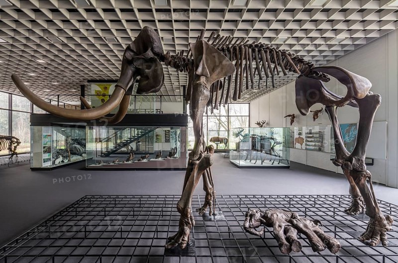 Bottrop, Josef Albers Museum Quadrat, built 1974-1982 by Bernhard Küppers, ice age hall, skeleton of a mammoth