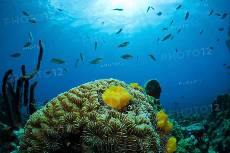 Caribbean coral reef, Caribbean, Dominica, Central America