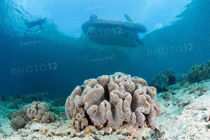 Shallow coral reef, Raja Ampat, West Papua, Indonesia, Asia