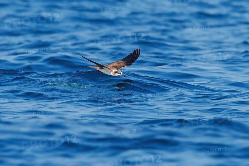 Animals, Birds, Tern, Bridled Tern, (Onychoprion anaethetus Syn: Sterna anaethetus), family of terns, migratory bird, foraging over the sea, flight photo Salalah, Off Mirbat, Dhofar, Oman, Asia
