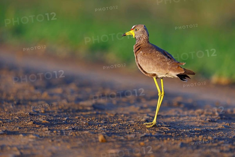 Senegal Lapwing, (Vanellus senegallus), Africa, South Africa, KwaZulu-Natal, Triele family, iSimangaliso Wetland Park, St Lucia, Africa