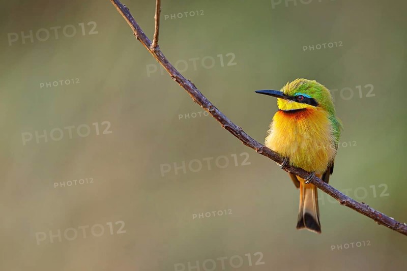 Pygmy Bee-eater, (Merops pusillus), on perch, Africa, South Africa, KwaZulu-Natal, Bee-eater family, (Merops apiaster), Ithala Game Reserve, Louwsburg, Africa