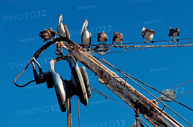 Pelican, Pelicans on fishing boat, Pelecanus occidentalis, Costa Rica, South America, Pacific Ocean, Central America