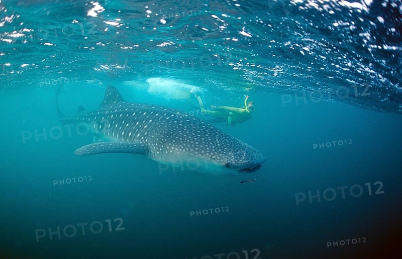 Whale shark and snorkeller, Rhincodon thypus, Thailand, Asia, Indian Ocean, Asia