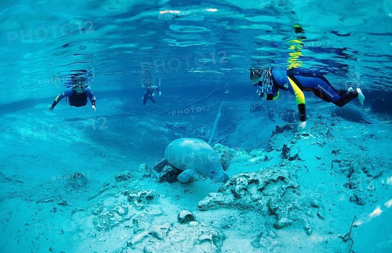 Round-tailed manatee and snorkeller, Trichechus manatus latirostris, USA, Florida, FL, Crystal River, North America