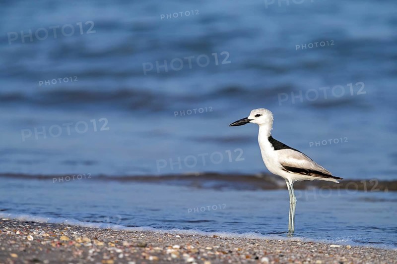 Heroncatcher, (Dromas ardeola), animals, birds, biotope, habitat, foraging, waters, As Sawadi, Al Batinah South Governorate, Oman, Asia