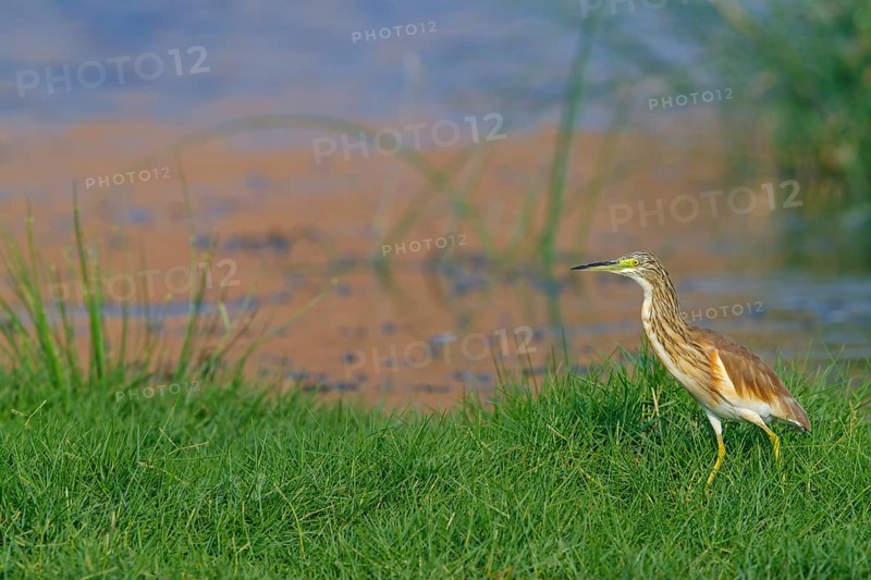 Squacco heron, heron, animals, birds, biotope, foraging, (Ardeola ralloides), Lesbos, Salalah, Dhofar, Greece, Europe