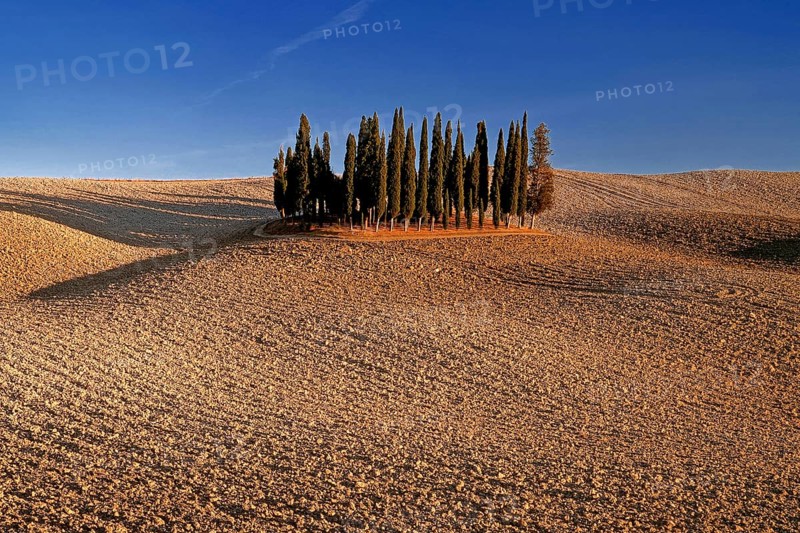 Landscape, cypresses, group of trees near Montalcino, blue sky, Tuscany, Italy, Toskana, Italy, Europe