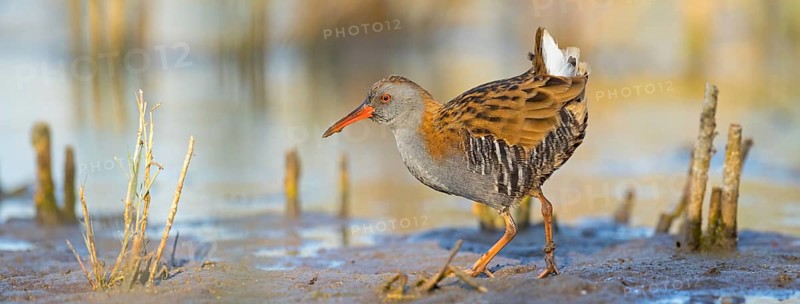 Water rail, (Rallus aquaticus), biotope, habitat, animal, animals, birds, rail family, Der Spieß nature reserve, Worms district, Rhineland-Palatinate, Germany, Europe
