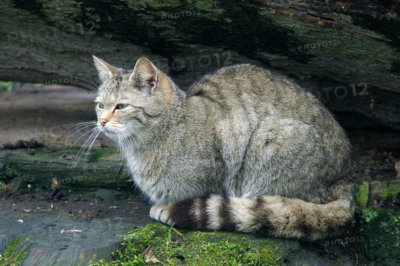 European wildcat (Felis sylvestris), Weilburg Zoo Federal Republic of Germany