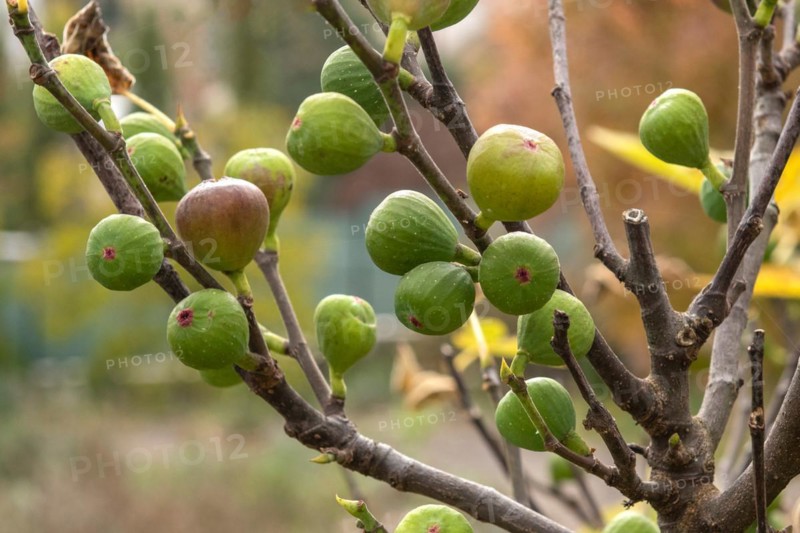True fig (Ficus carica 'Brown Turkey'), Cambridge Botanical Garden, Czech Republic, Europe