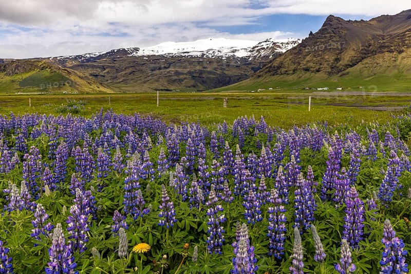 Lupins by the roadside, Ring Road, Iceland, Europe