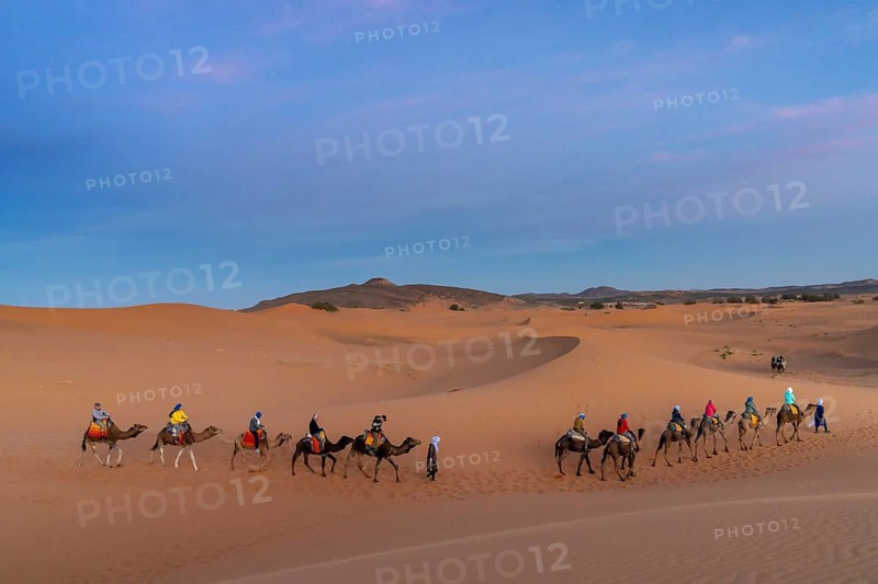 Merzouga, Morocco, 9 March, 2024: Berber guide leading a tourist group on a dromedary trek into the Sahara Desert in Morocco, Africa