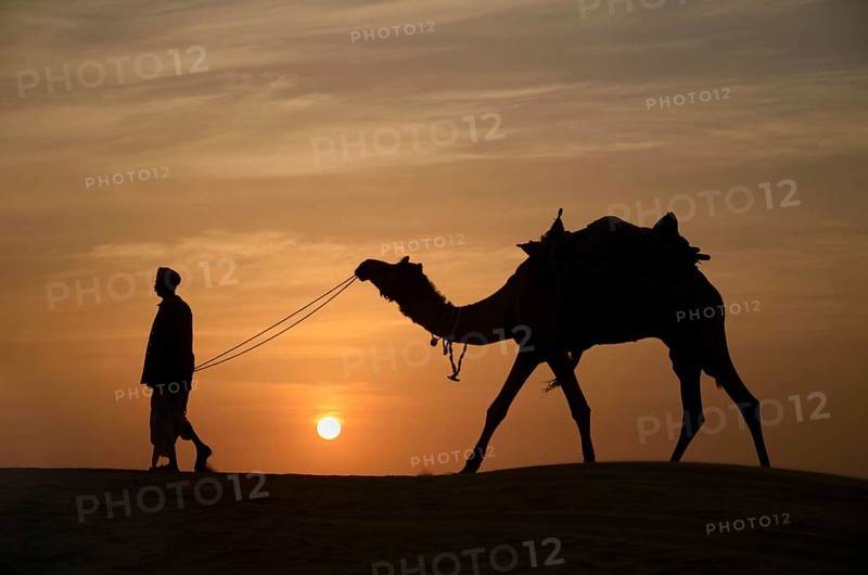 Camels and keepers, Jaisalmer, Rajasthan, India, Asia