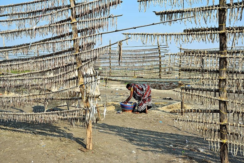 Woman drying fish on beach, Pardi, Valsad, Gujarat, India, Asia