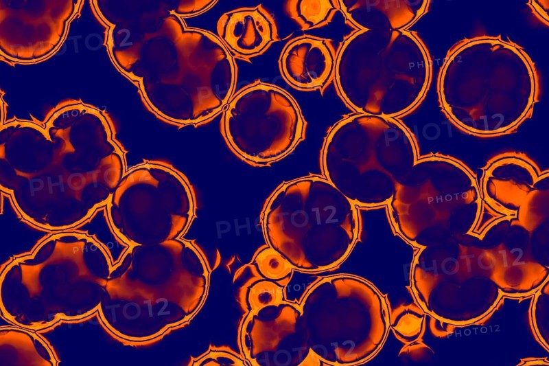 Shape of bacterial cell: cocci, bacilli, spirilla bacteria background