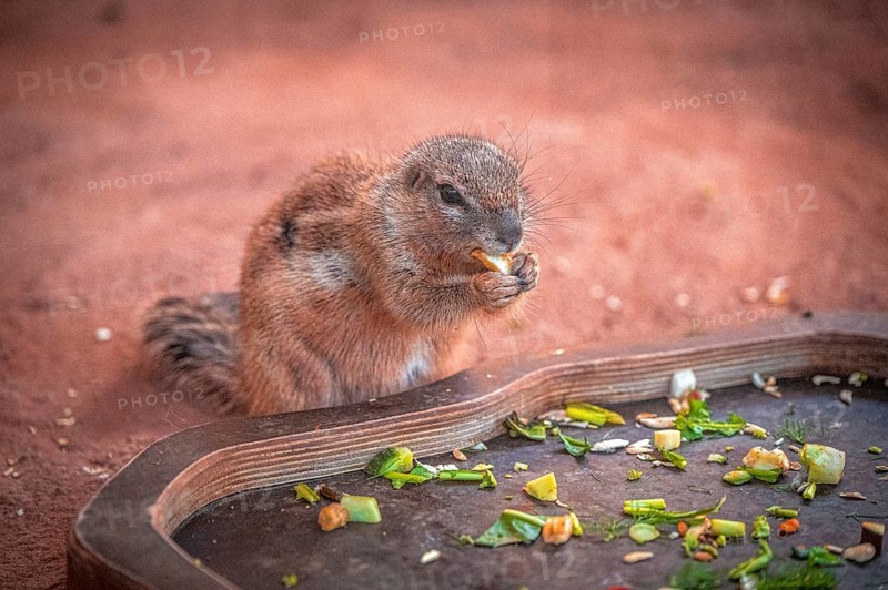 A ground squirrel (Xerinae) enjoying vegetables on a tray in a sandy environment, Erfurt, Thuringia, Germany, Europe