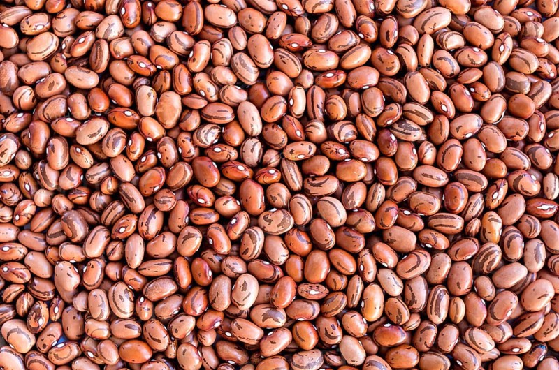 Beans of bean (beans). Background of many grains of dried beans. Brown beans texture. Food background. Close up. Bean background and textured. Background of brown bean.